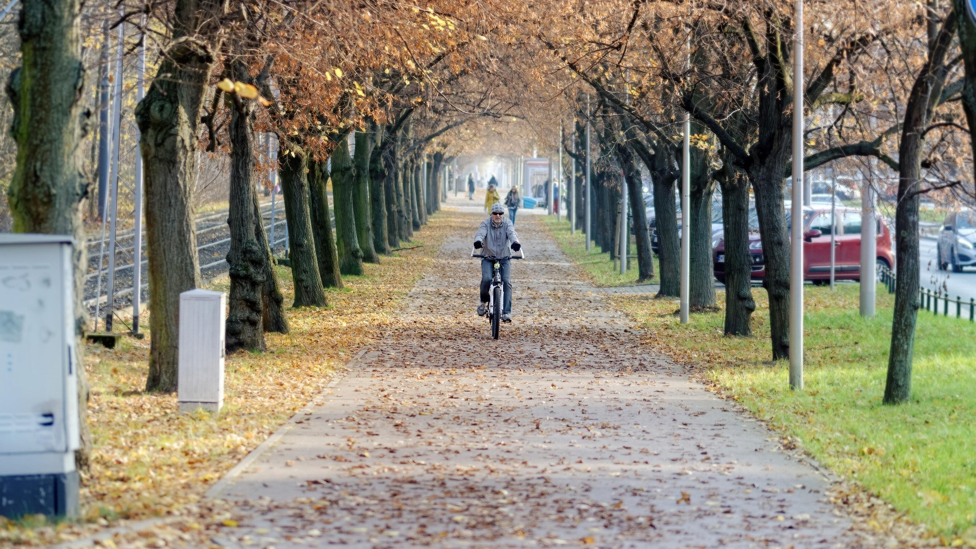 Bäume neben einem Weg