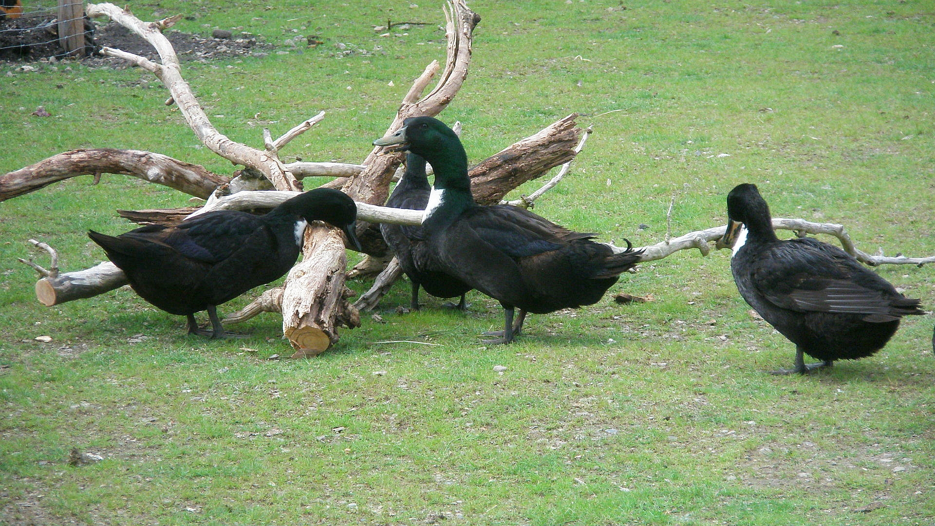 Vom Aussterben bedrohte Pommernente, die in der Helle Tierarche gerettet werden.